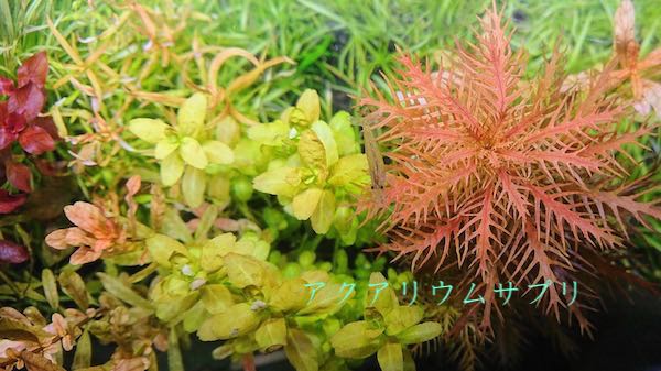 水草が不足してる又は不足しそうな栄養を与え、水草が育つ環境を作る