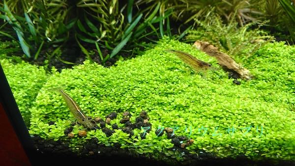 水草も魚もエビも考えた環境づくり