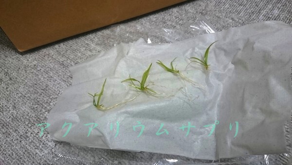 アフリカンチェーンソードを通販で3株注文して4株届く