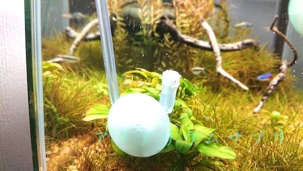 発酵式CO2エアストーン比較で極小エアストーンpetitプチを使ってみた