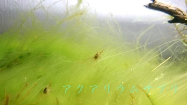 アオミドロ(糸状コケ)大発生の駆除対策!改善までの手順