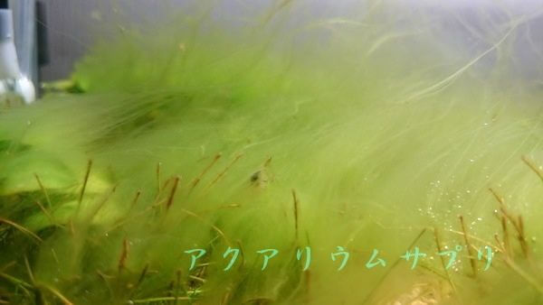 アオミドロ(糸状コケ)全盛期
