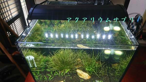 アクロOVAL LED BRIGHTで水草水槽!成長具合から明るさ・色合いまで検証