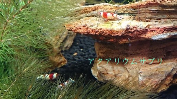 ビーシュリンプ水槽に腐植酸まとめ