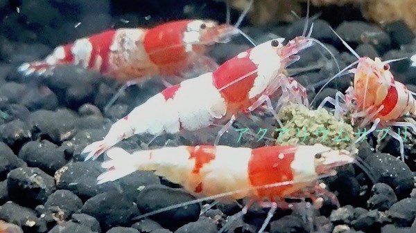 レッドビーシュリンプの抱卵個体が3匹