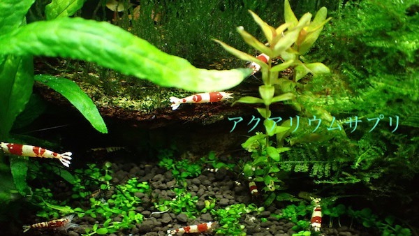 ビーシュリンプが喜ぶ水草水槽の作り方!陽性水草も育つ環境