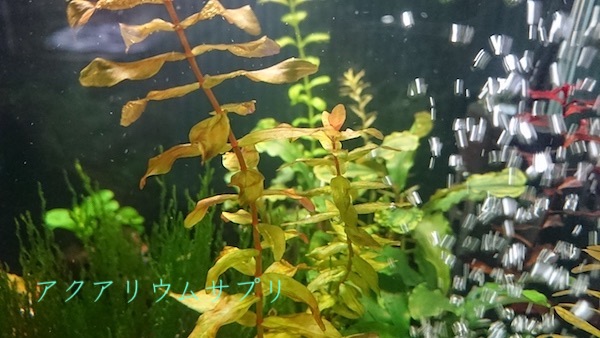 エアレーションの曝気作用でCO2が逃げる?