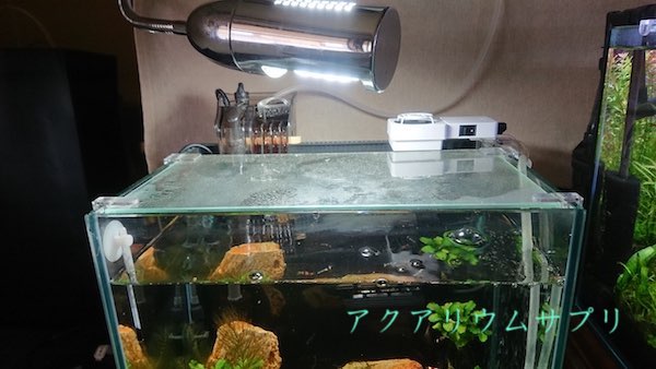 ビーシュリンプ水槽に簡易RO水で水換え方法