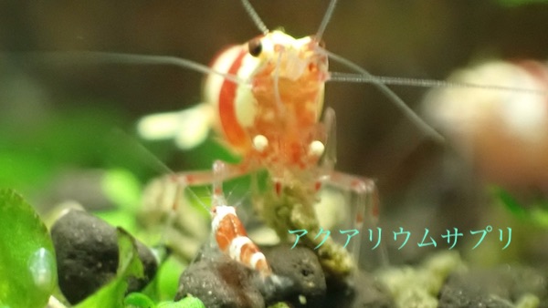 ビーシュリンプにおすすめの餌!食い付きの良い厳選3商品