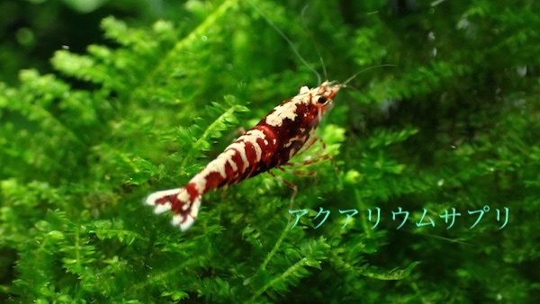 水槽環境でエサの食い付きは変わる