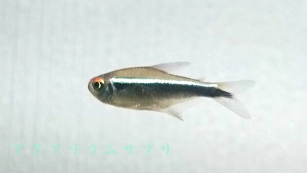 ブラックネオンテトラ