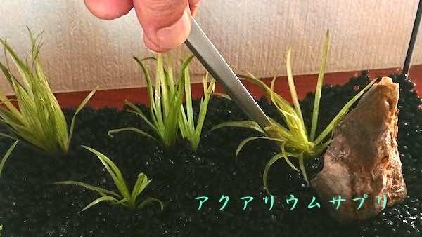 ブリクサの植え方のコツは深めに