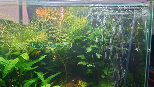 水槽エアレーションの水しぶき(飛沫)対策に自作バブルストッパー
