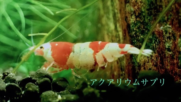 レッドビーシュリンプの飼育・繁殖が難しい?