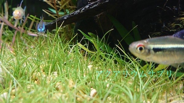 水槽の魚や水草の呼吸によるCO2発生
