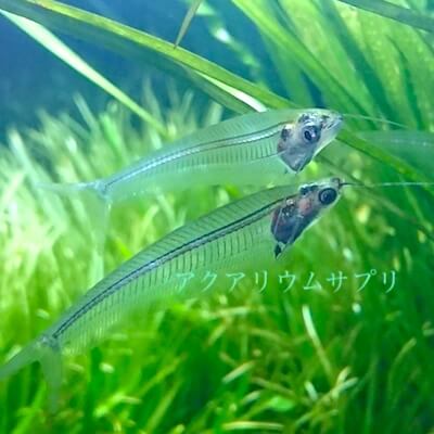 熱帯魚トランスルーセント・グラスキャット通販