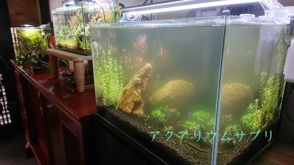 青水?アオコ?グリーンウォーター?水槽が緑色に濁る原因と対処法!