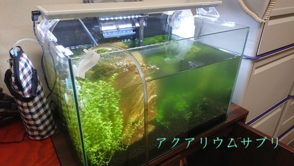 水槽の青水を抜く作業