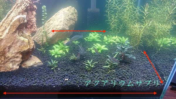 藍藻は水草の根が無いガラス面に繁殖する