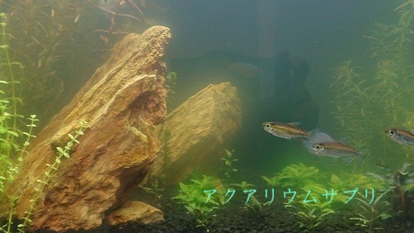 遮光3日目の青水はほぼ変わらず