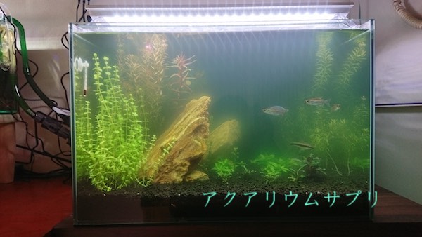 青水の濁りで見た目(視界)が悪い問題
