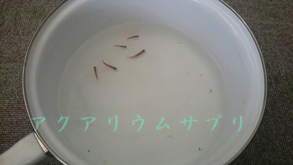 生体（魚）を避難させて水草を抜く