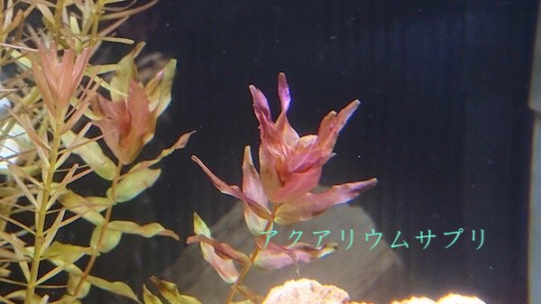 水草に施肥するタイミング