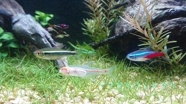 水槽サイズ別で飼える魚は何匹?その基準は?