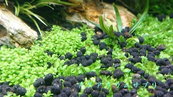 鉄液を使わない30cmキューブ水草水槽のキューバパールグラスとニューラージパールグラス