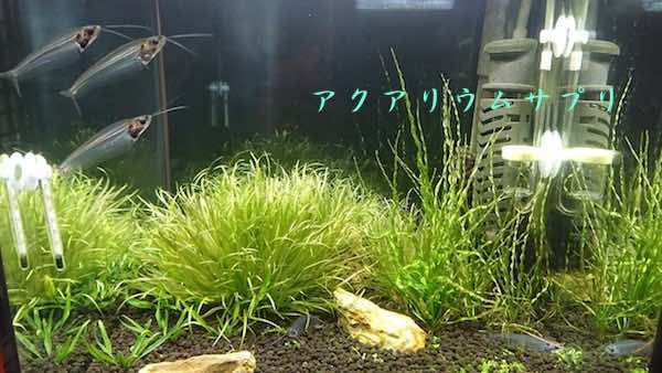 30cmキューブ水槽に炭酸カリウム溶液の添加量