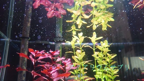 水草が枯れる原因の見つけ方と対処方法!