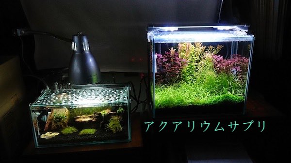 水草が枯れる原因まとめ