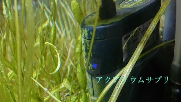 スポット状コケ(緑ゴケ)の対処法