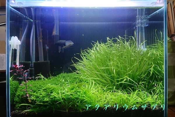 30cm規格水槽の水草レイアウト
