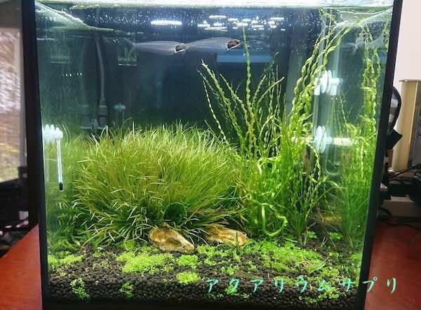 30cmキューブ水草水槽レイアウトと改善点