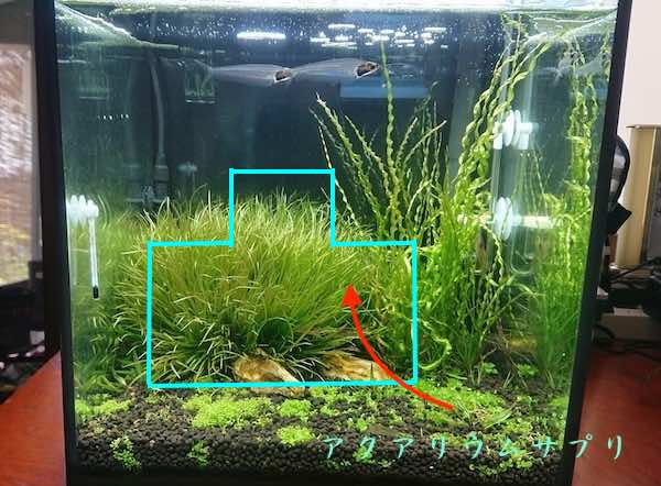 ３０キューブ水槽の凸型構図レイアウトのイメージ