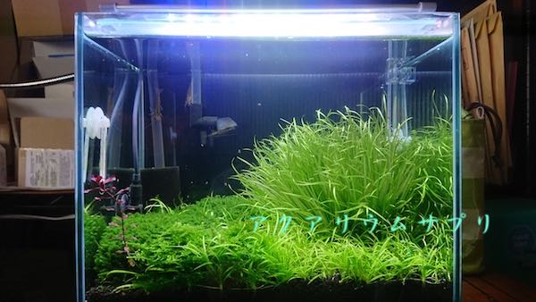 30cm規格水槽にコトブキ「フラットLED」照明で水草育成