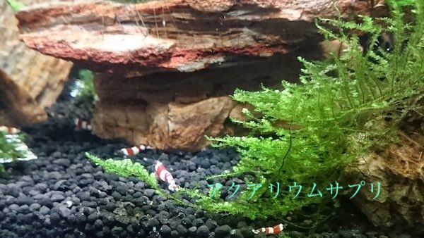 熱帯魚、エビ、水草すべての水槽管理に記録データは大切