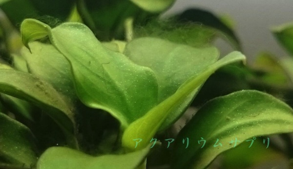 ナナの葉に藻草が付く