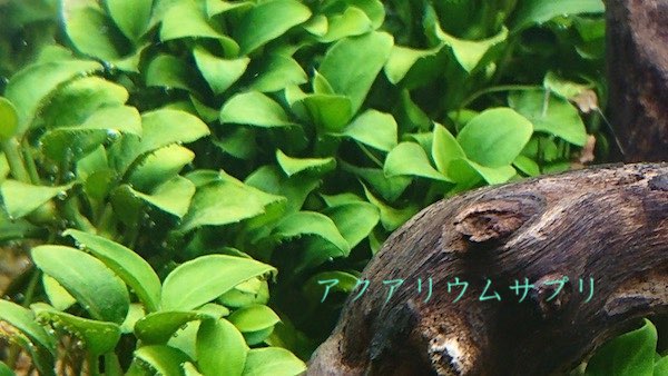 水換えで水草の調子が上がる原因