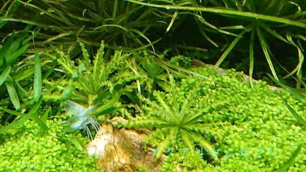 水換えしすぎで水草の調子が落ちる状況