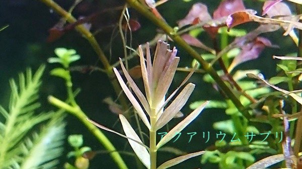 水換えで水草の調子が上がる理由まとめ