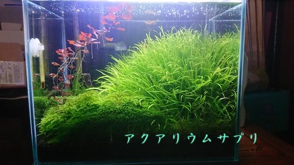 無換水７ヶ月の水草水槽がトリミング時期