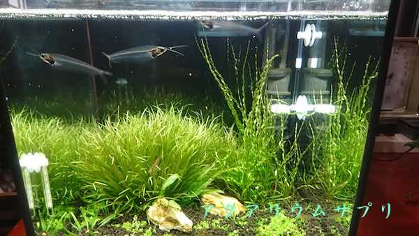 水換えしない30cmキューブ水槽の水草アクアリウム