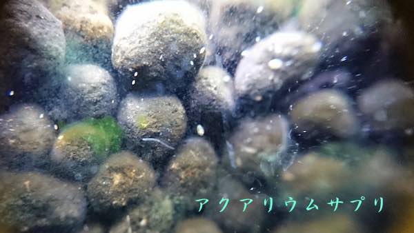 魚の餌になる水槽底床のミジンコなど微生物