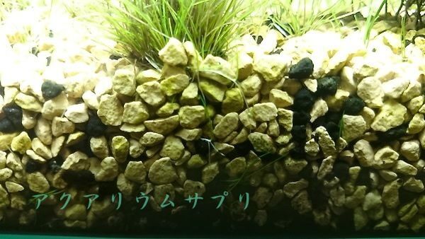 水槽底床に大量のゼオライト(コトブキ工芸ろか砂利)