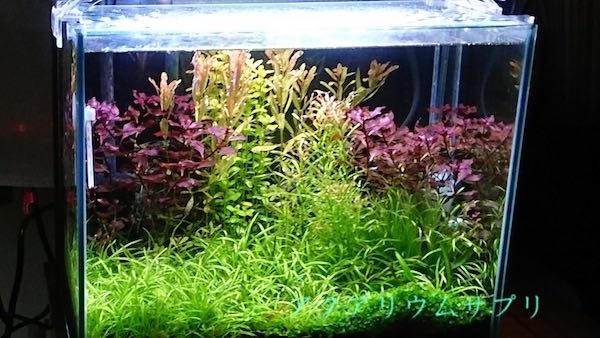 有茎草メインに半リセットした30cm規格水槽