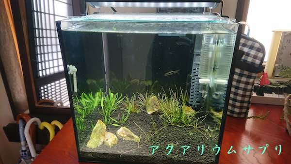 30cmキューブ水槽の水草ストック化