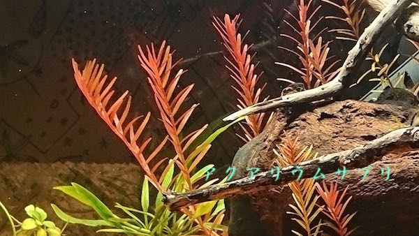 水草ロタラロトンディフォリアが鉄分液肥で赤くなる
