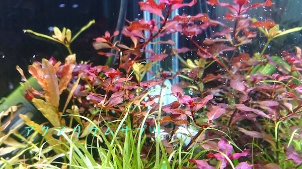 水草ルドウィジアsp.スーパーレッドは元から赤い水草